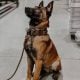 Miles TacticaL COBRA Buckle dog Collar Made in USA