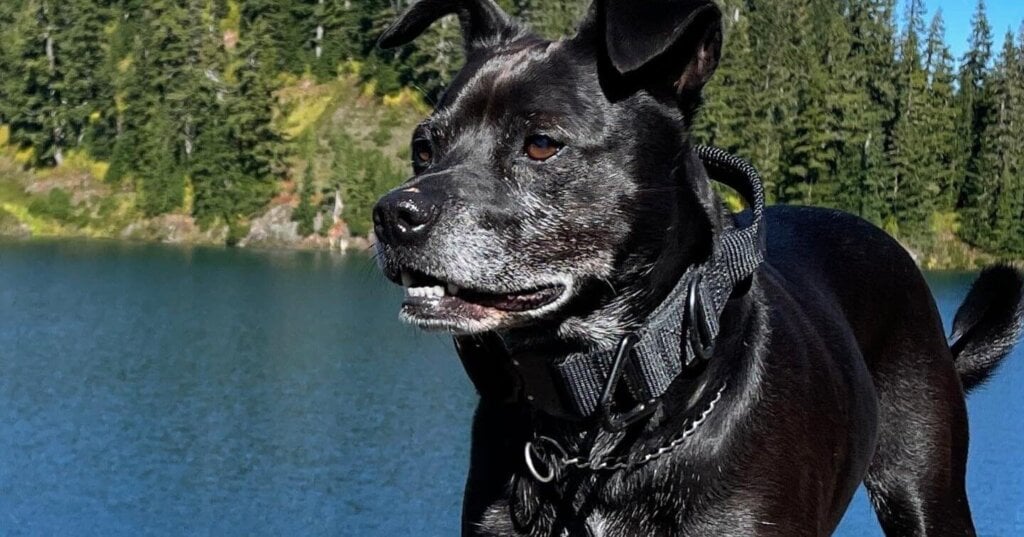 The Best Tactical Dog Collar
