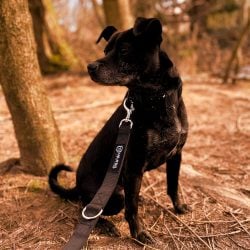 Dog Leashes