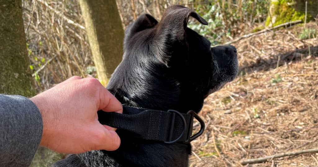 Must-Have Features Of Tactical Dog Collars