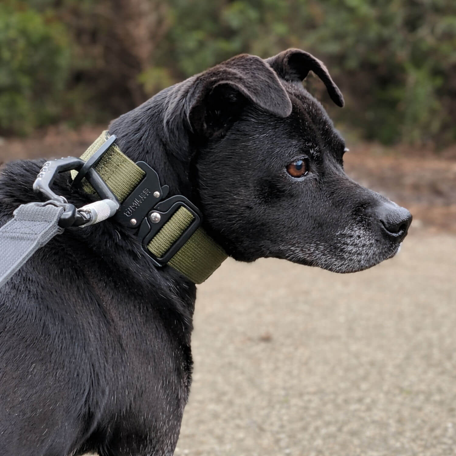 Miles Tactical Dog Collar - Image 5